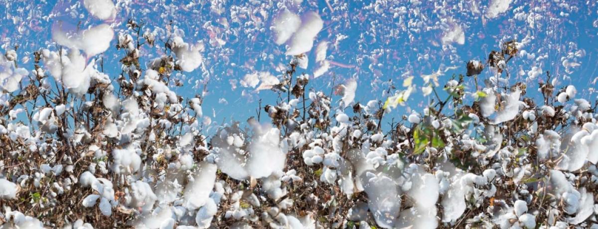 Cotton image from the John Dowell exhibition.